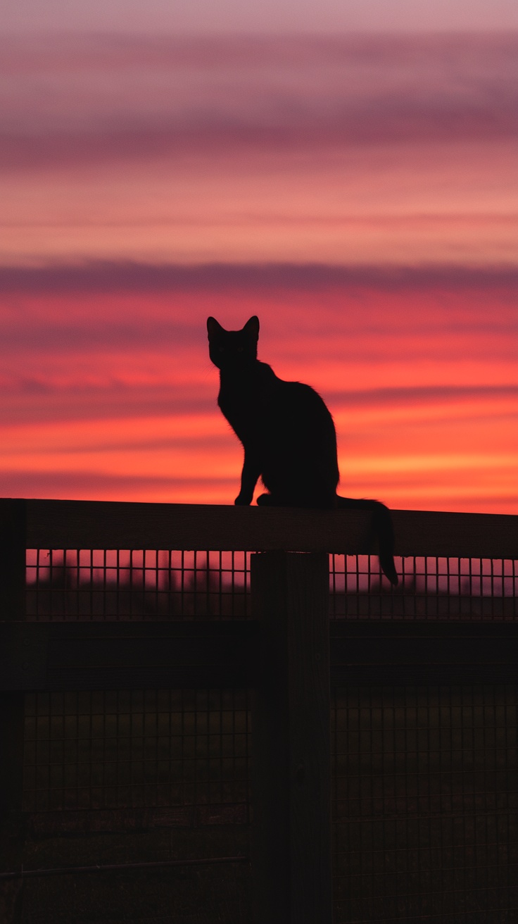 Silhouette of a black cat sitting on a fence against a colorful sunset sky.